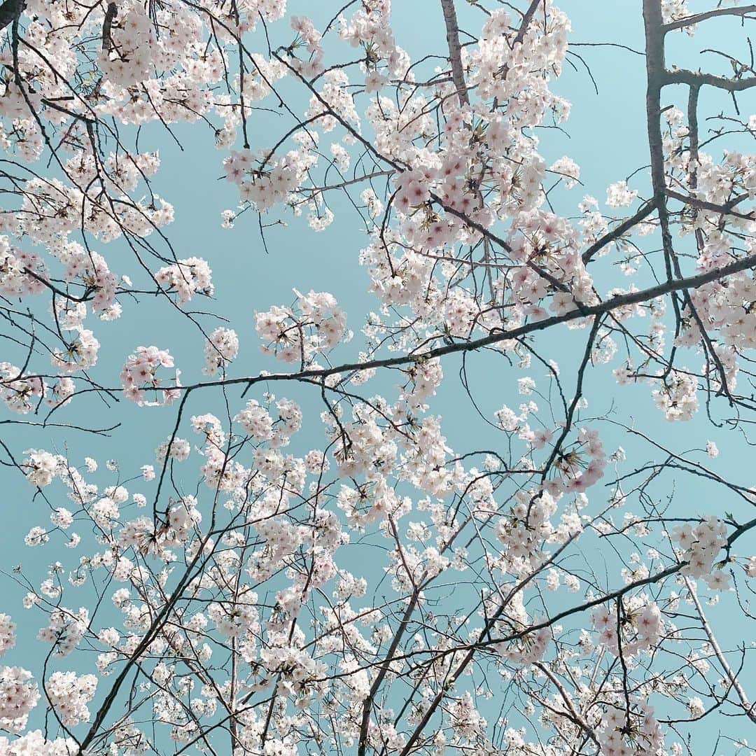 村重杏奈さんのインスタグラム写真 - (村重杏奈Instagram)「お花見行きターーーーい！！！！！！！！！！ HKTメンバーみんなで！！！！！！！！！！」3月24日 16時49分 - hktanna4848