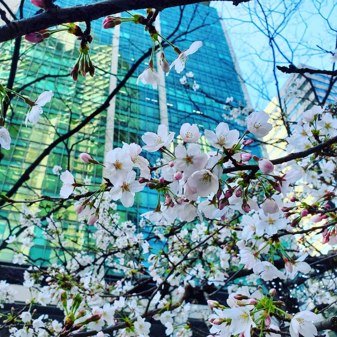 慶元まさ美さんのインスタグラム写真 - (慶元まさ美Instagram)「大阪戻って移動中に 今年初の桜🌸  やっぱりかわいいね✨」3月24日 16時48分 - preciousmomentk