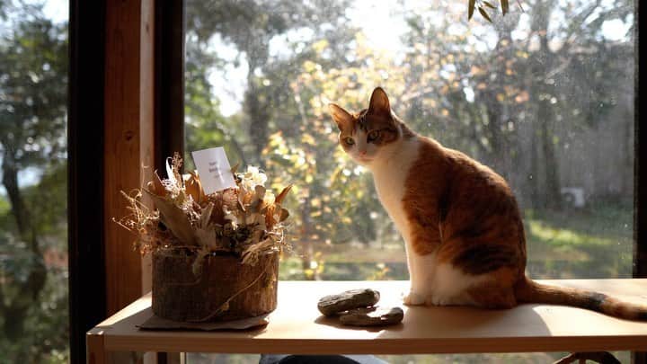 のインスタグラム：「飼い猫つぶの、ボーッとするだけの動画🐈 ...外出する数が減っている今だからこそ、家族との時間をより、有意義なものにしようと、たくさん映像に残してます📷  飼い猫のつぶちゃんが、ボーッとしている、なんてことない日常動画が、あなたの一息になれたら☺️ ぐぐく、、、かわいい💕🤣 #cat #ねこ #かわいい #ねこすたぐらむ #ネコ #catstagram #にゃんすたぐらむ #猫のいる暮らし #可愛い #ねこ部 #猫好きさんと繋がりたい #にゃんこ #癒し #ペット #cute #cats #猫好き #catsofinstagram #ねこのいる生活 #ねこのきもち #instacat #catlover #ふわもこ部 #動物 #猫部 #猫のいる生活」