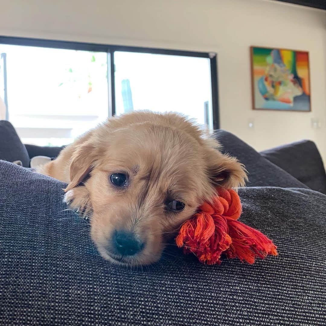 Jimmy Eat Worldのインスタグラム：「Here’s a new addition in the @zlind76 household. Say hi to Apple. 🍏#nationalpuppyday」