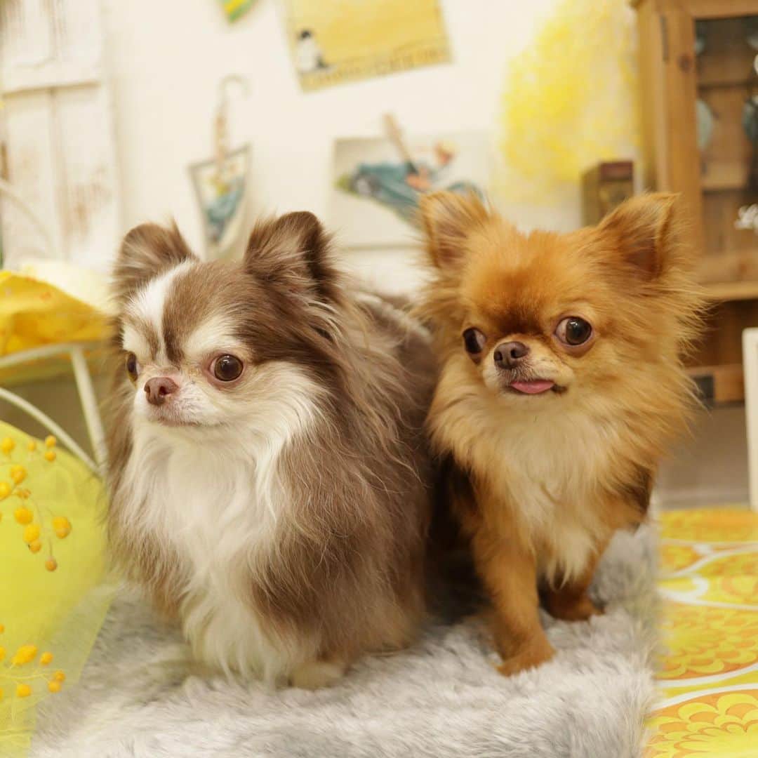 kayoのインスタグラム：「* * おーい🗣 こっち向いてーー🙋‍♀️ * * Lychee💗kulio * * #chihuahua#chihuahualove#dogstgram#dog#instadog#チワワ#チワワ大好き * *」