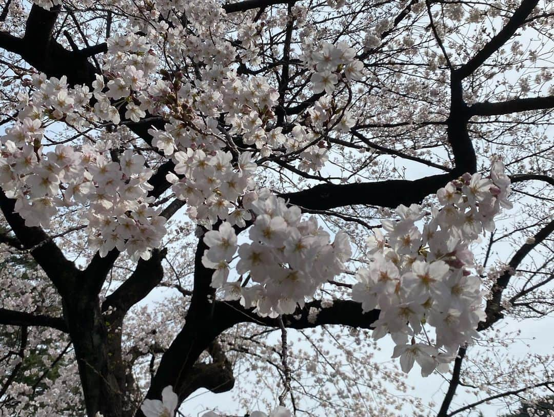 宮下純一さんのインスタグラム写真 - (宮下純一Instagram)「新宿御苑の桜🌸満開でした🥰庭と高層ビルの景色がすごい好きです！#新宿御苑 #花見 #満開🌸 #がんばろう日本」3月24日 8時02分 - junichi1017