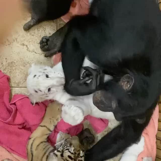 WildLifeのインスタグラム：「Vali loves all babies. By @docantle」