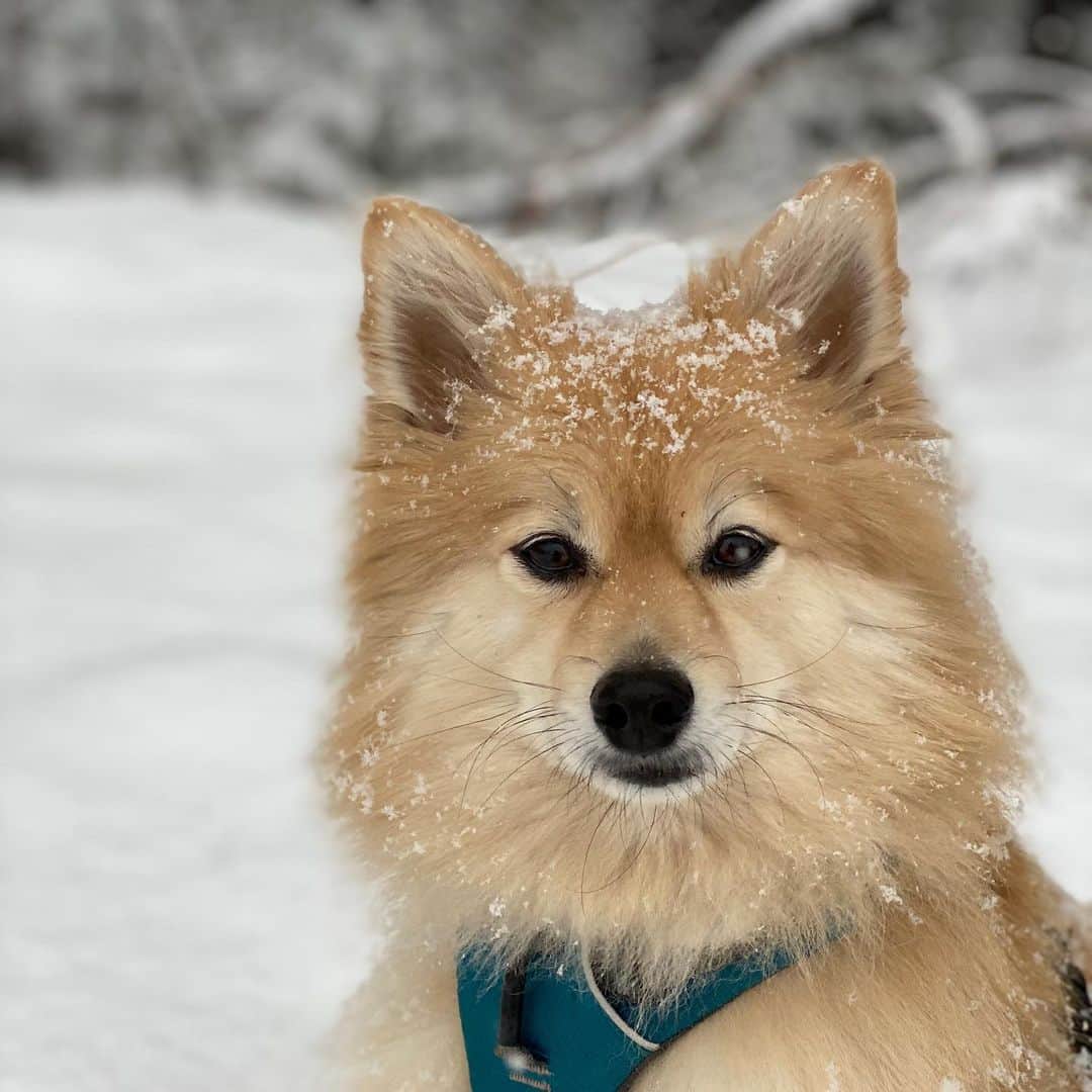 イナキョウコのインスタグラム：「Yesterday we saw so many people out walking their dogs. Today, we didn’t see anyone 🙁 A little snow and people are to lazy to go outside and exercise their family members. So sad for the pups 🐾 My boys and I love any kind of weather except rain. . . . . . #siberianhusky #husky #pomeranian #pom #pomsky #covid_19 #stayhealthy #exercise #spring #snow #freshair #dogs #puppies #family #adirondacks #home #ruffwear」