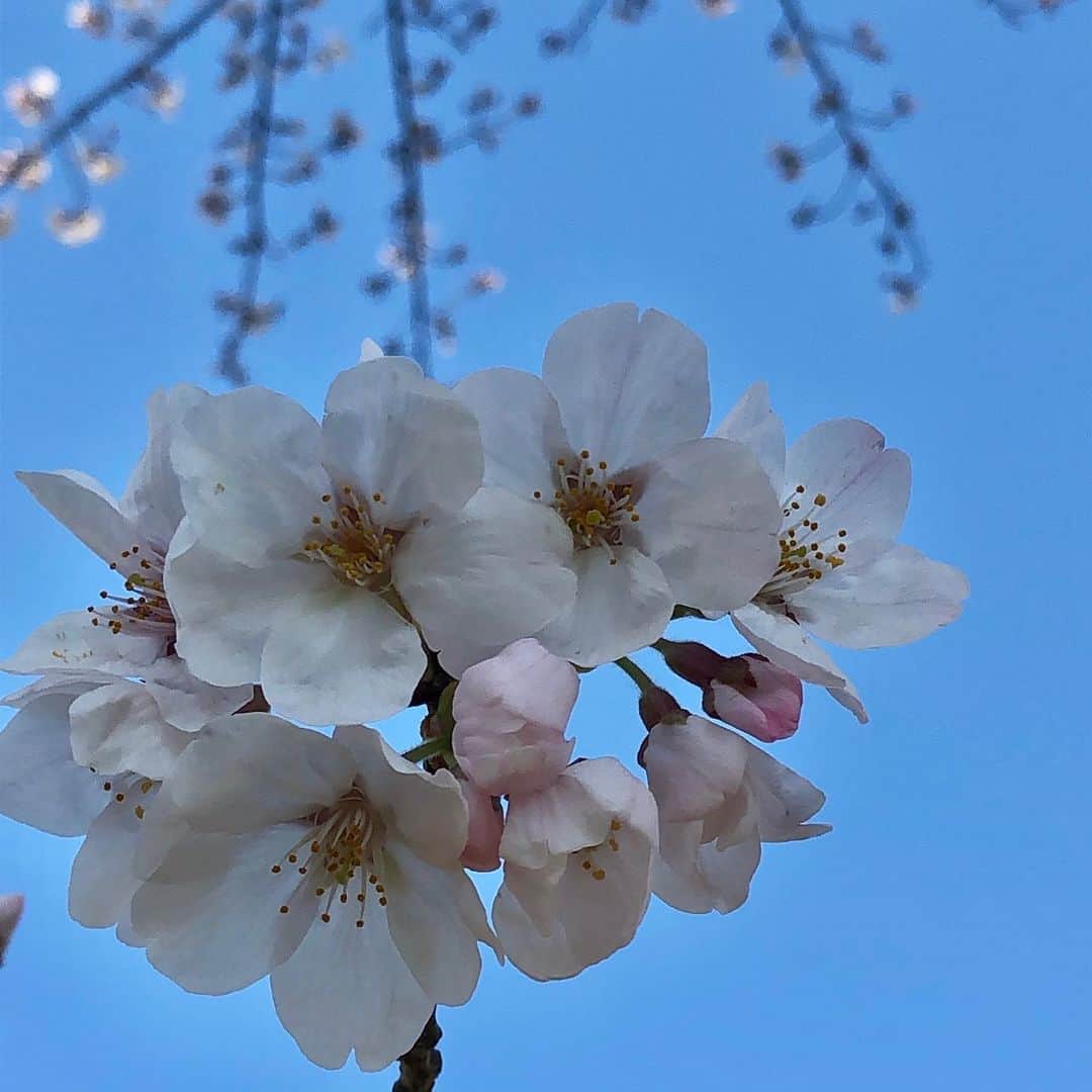 Megumiさんのインスタグラム写真 - (MegumiInstagram)「‪今日の #桜‬ ‪Part2🌸‬」3月24日 8時41分 - paix2megumi