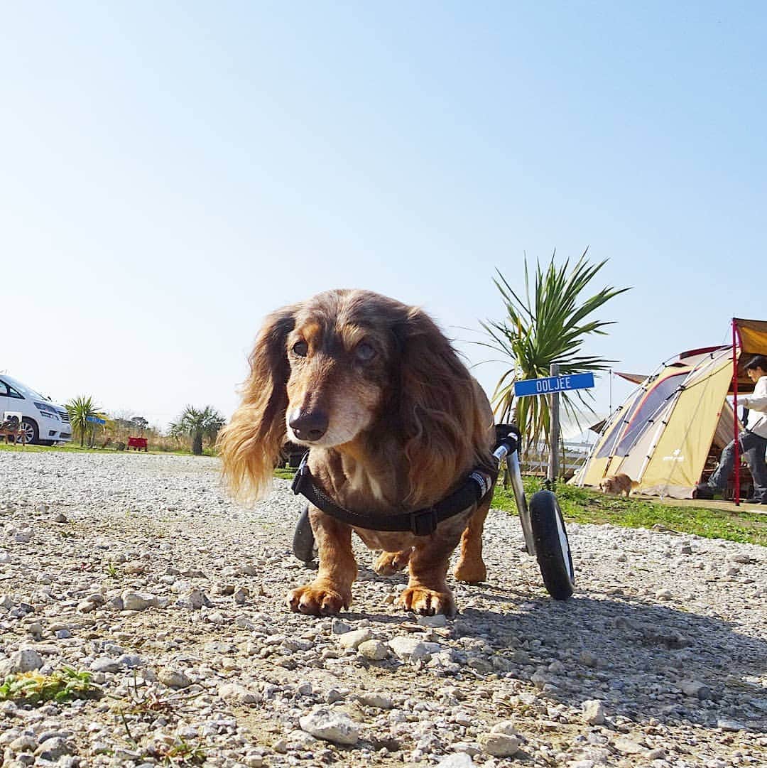 Erikaさんのインスタグラム写真 - (ErikaInstagram)「ハワイにキャンプちに行って来たとよ🏕️ もちろんおいらのベンツもいっちょとよ🎵 . . . 千葉ですよ。千葉。😅 三連休は本当に楽しかったな🎶 . . @erika__1110 かーちゃん別アカウント 🌿とか🍶とかね。 . #oceanscamptoramii #犬とキャンプ #車椅子犬 #犬の車椅子 . ・････━━━━━━━━━━━････・ #ダックスフンド #ダックス #ミニチュアダックス #チョコダップル #dachshund #dachs #dog #dogstagram  #instadog #高齢犬 #一人と一匹 #お留守番犬 #留守番犬 #短足部 #犬バカ部 #お留守番犬ホッピーの日々 #犬のいる暮らし #老犬 #シニア犬  #老犬との生活 #老犬ダックス #犬と暮らす #老犬との暮らし #シニア犬15歳 #犬の緑内障 #🐶 ・････━━━━━━━━━━━････・」3月24日 9時07分 - erika_hoppy