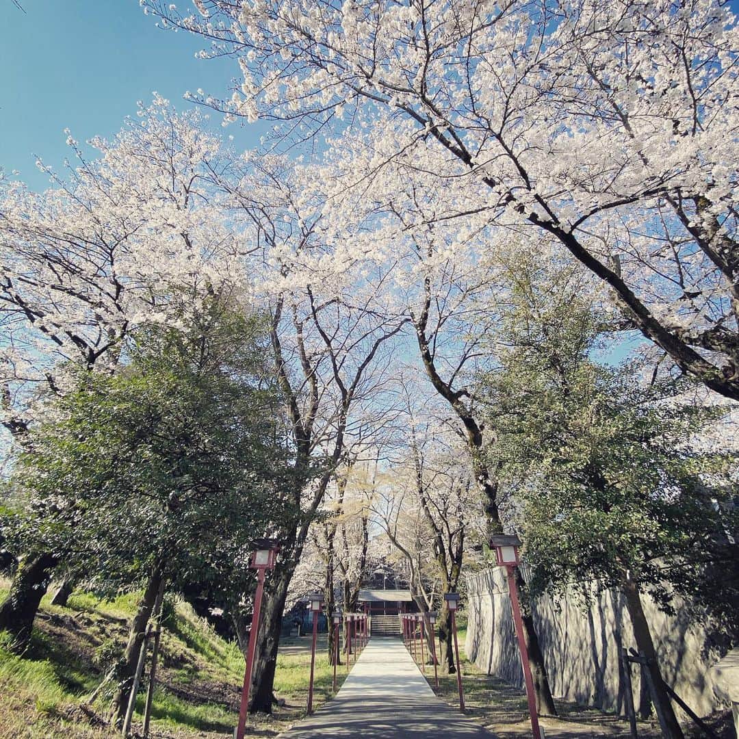 松村太郎のインスタグラム：「#Sakura, #EarlyMorning.  #CherryBlossom #SocialDistancing #🌸」