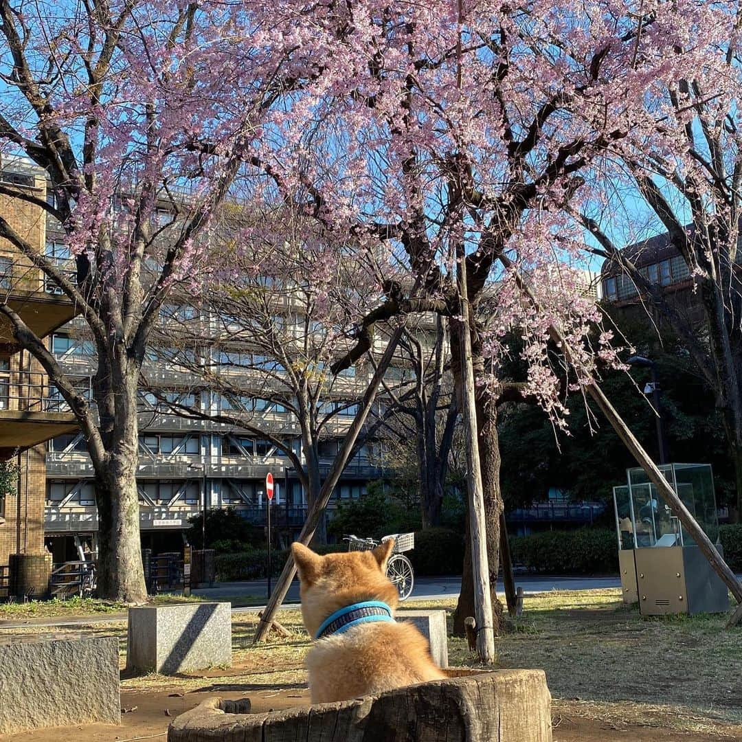 まる（まるたろう）さんのインスタグラム写真 - (まる（まるたろう）Instagram)「enjoy taking a bath while viewing cherry-blossoms.✨🌸🐶🌸✨お花見しながらの温泉は気持ちいいね〜 #パパおつまみ持ってきて🍢🍶 #最高かな #まる温泉 #肩までつかって10まで数えてます  #数もちゃんと数えられます」3月24日 9時20分 - marutaro