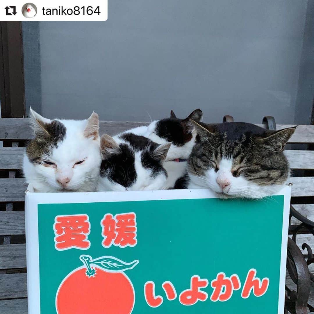 ねこさんのインスタグラム写真 - (ねこInstagram)「【#ねこは人を笑顔にする】❣️ 愛媛県産ねこいよかんの詰め合わせですよ〜🍊特売ですよ〜🍊🍊 @taniko8164 さん、ありがと〜っ🙆‍♀️✨ #Repost @taniko8164 with @make_repost ・・・ 愛媛のいよかんじゃなくて、御誕生寺の猫の詰め合わせです🍊🐱 風太はいよかんじゃなくて、お餅みたいに横に広がってますね😂 #愛媛 #いよかん #御誕生寺 #猫寺 #ごたんじょうじ #ねこ #cat #ぬこ #にゃんすたぐらむ #ねこすたぐらむ #ねこのきもち #猫写真 #癒し #gatto #Chat #Gato #kitty #catstagram #NEKOclub #nekoclub #japan #catsofinstagram #ねこ部 #instacat #cute #instagood #catlover #ねこは人を笑顔にする」3月24日 9時32分 - neko_magazine