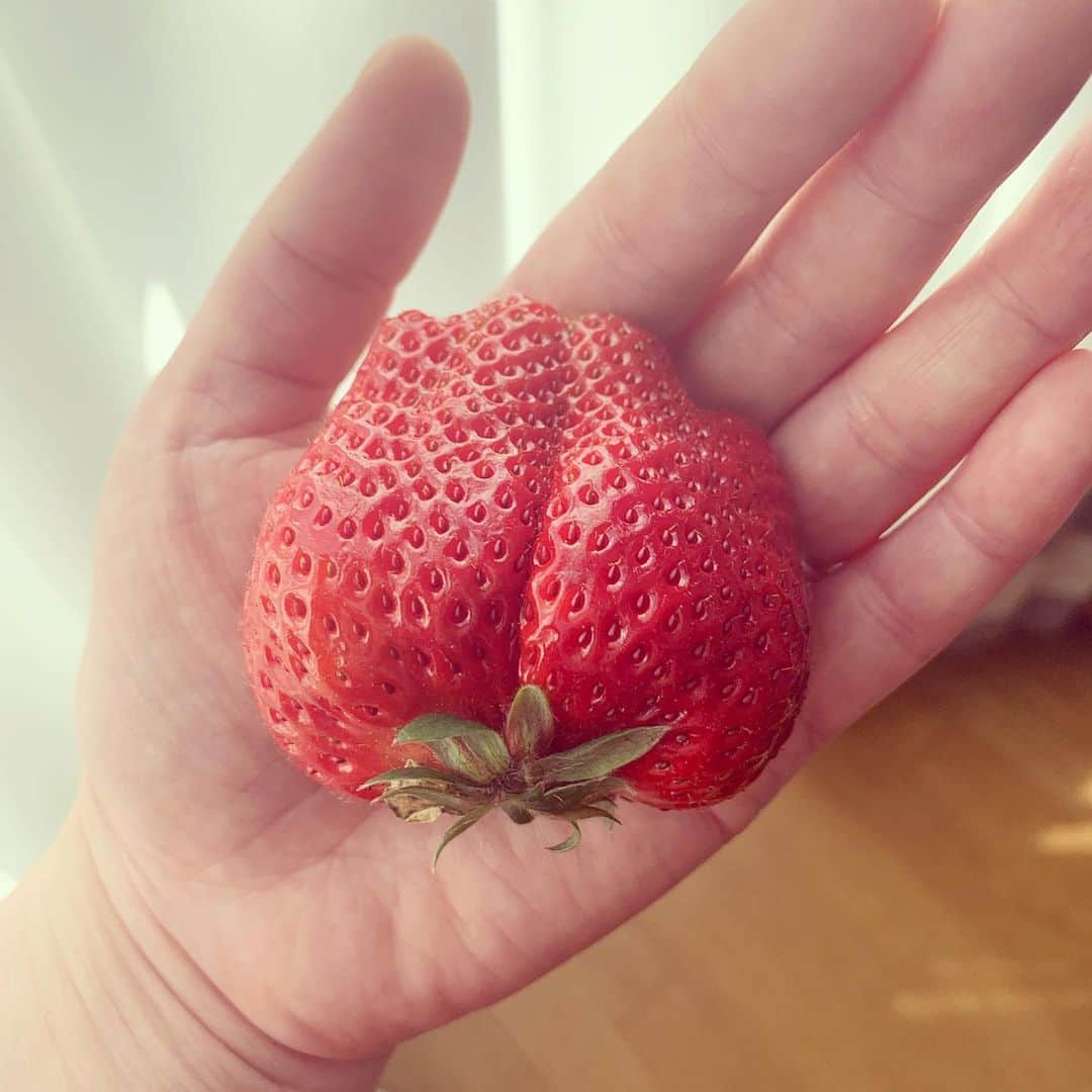 梅津有希子さんのインスタグラム写真 - (梅津有希子Instagram)「今朝の果物。さっき届いたパルシステムのあまおう。おっきいの届いたー😀🍓　「あかい」「まるい」「おおきい」「うまい」の頭文字で「あまおう」！　#あまおう #いちご #strawberry」3月24日 9時43分 - y_umetsu