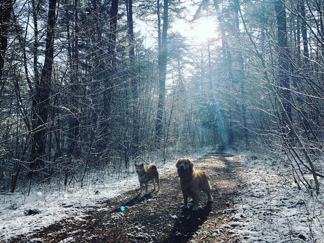 篠原信一さんのインスタグラム写真 - (篠原信一Instagram)「小鉄とニコ参上🐕🐶 #柴犬 #しばいぬ #ゴールデンレトリバー #小鉄とニコの大冒険  #shibainu #goldenretriever #いぬすたぐらむ #いぬのいる暮らし #犬との暮らし #朝散歩」3月24日 10時02分 - kotetu__niko