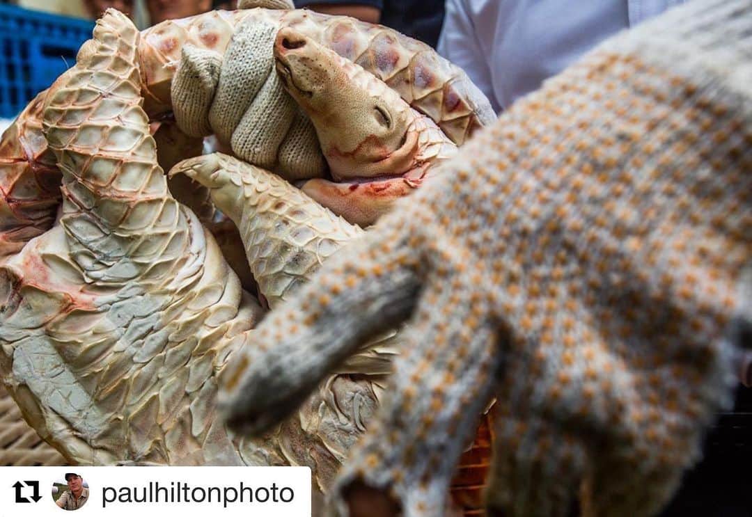 ブリアナ・エヴィガンのインスタグラム：「Check out more photos and more info @paulhiltonphoto with @get_repost #repost  THIS STUFF IS REAL GUYS! Stop ignoring it! ・・・ People keep asking where this virus 🦠 CoVid -19 came from. Right now, as far as the science goes, we’ve had a 90% match from a corona virus carried by a pangolin, that mostly likely contacted from a bat 🦇. Imagine a pangolin eating termites under a dead log, where bats are roosting, it then picks up the virus 🦠, then comes along a poacher picks it up and puts it in a sack, then sends it off to market. It’s then killed, by a market trader, in the process he or she gets a bit of blood 🩸 in their eye. Fast forward to the present day. It’s time to leave other species alone and to start respecting the planet a little more. All these species provide ecosystem services for the planet, that helps sustain the web of life, that keeps us alive. #Respectnaure #banthesnare #photographersagainstwildlifecrime #cutconflictpalmoil」