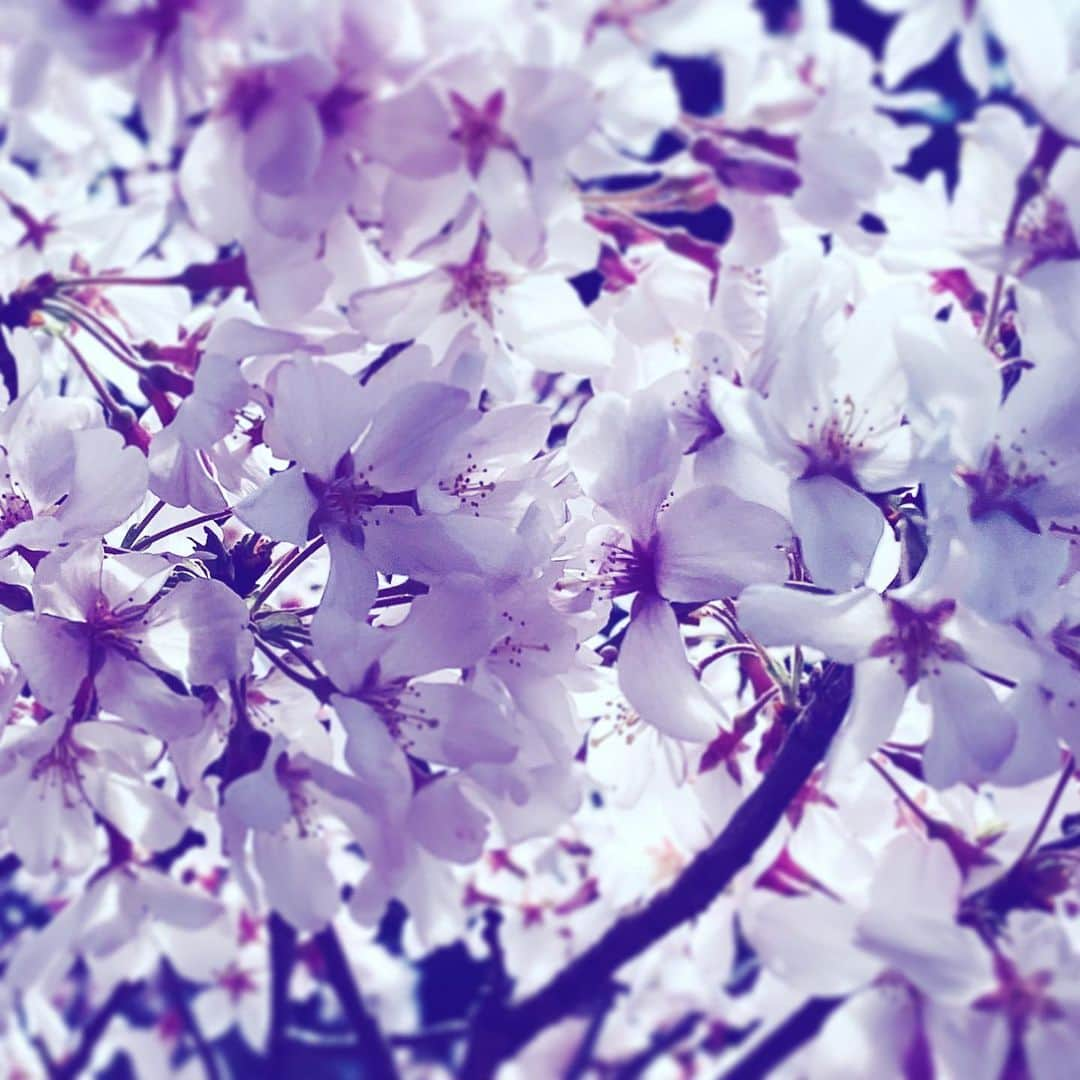 中野敬久さんのインスタグラム写真 - (中野敬久Instagram)「#sakura #cherryblossom #spring #hope #flower #flowersoflife」3月24日 10時19分 - hirohisanakano