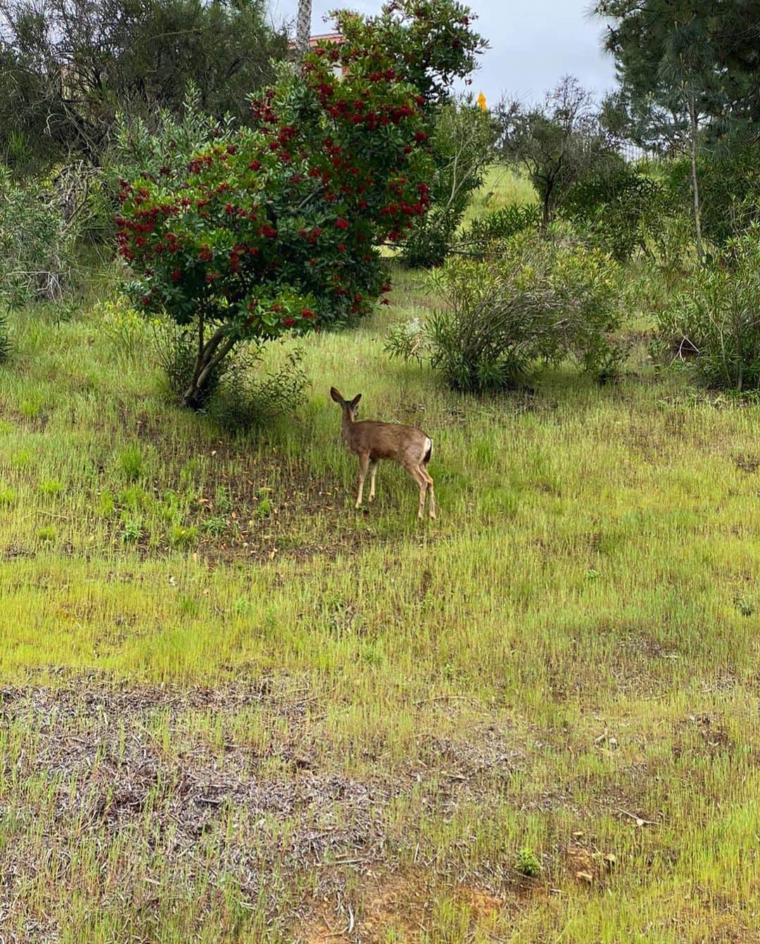 マリサ・トメイさんのインスタグラム写真 - (マリサ・トメイInstagram)「Spotted! When everyone goes inside wildlife comes out...」3月24日 10時23分 - marisatomei