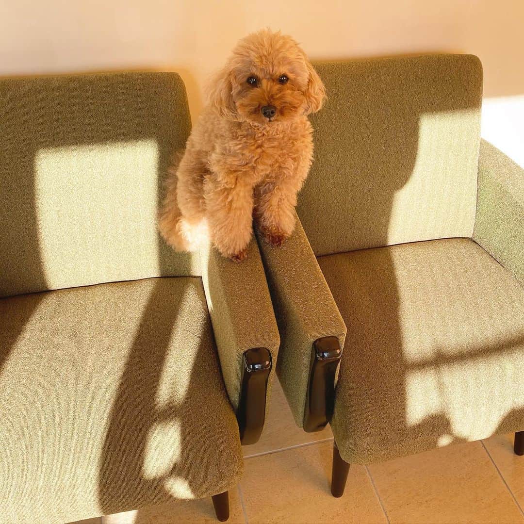 岩尾望さんのインスタグラム写真 - (岩尾望Instagram)「肘掛けに座るつくし。」3月24日 10時35分 - iwaotsukushi