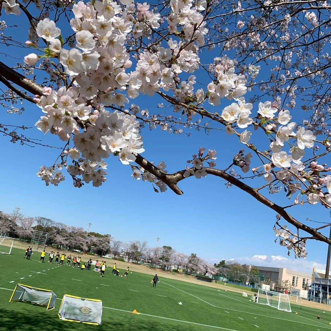 柏レイソルさんのインスタグラム写真 - (柏レイソルInstagram)「#🌸 20200324 training  #sakura #サクラ #桜 #kashiwa #reysol #jleague #football #Jリーグ #柏レイソル #かしわのしゃしん」3月24日 10時26分 - kashiwareysol_official