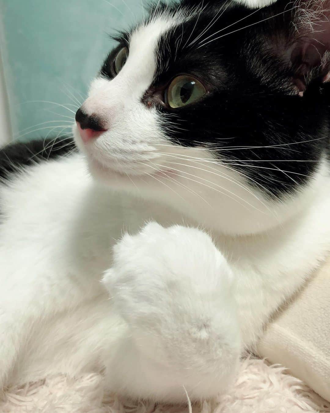 ぽんずさんのインスタグラム写真 ぽんずinstagram かわいい顔して グーパンチ ねこ 猫 Cat 猫好き 親バカ はちわれ ハチワレ はちわれ猫 ハチワレ猫 白黒猫部 にゃんすたぐらむ Ilovecat 猫大好き うちの猫自慢 白黒猫 我が家のぽんずくん ちゅーちゅー妖怪 3
