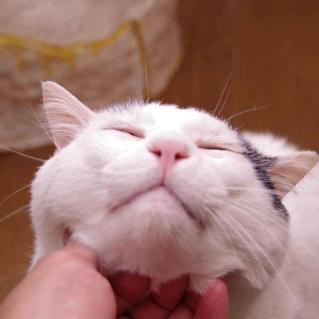 Kachimo Yoshimatsuさんのインスタグラム写真 - (Kachimo YoshimatsuInstagram)「フガフガ、フガ、フガ。Fugafuga fugafuga..... #うちの猫ら #nanakuro #猫 #ねこ #cat #ネコ #catstagram #ネコ部 http://kachimo.exblog.jp」3月24日 10時29分 - kachimo