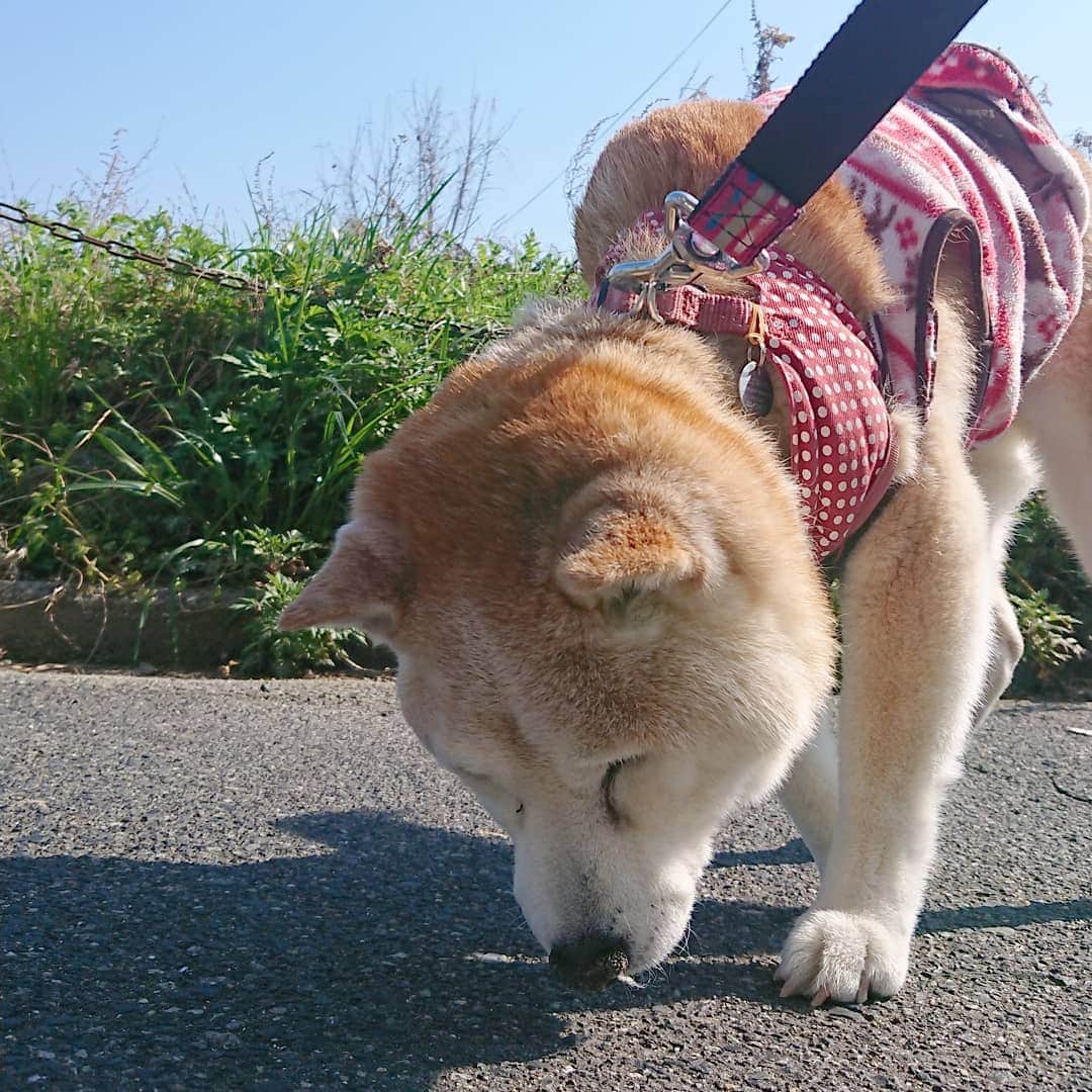 柴子さんのインスタグラム写真 - (柴子Instagram)「おはようございます。 柴子(仮名)さん、散歩しながら寝ないでくださいね。 #柴犬　#shibainu #shibastagram」3月24日 10時31分 - senogawadogs