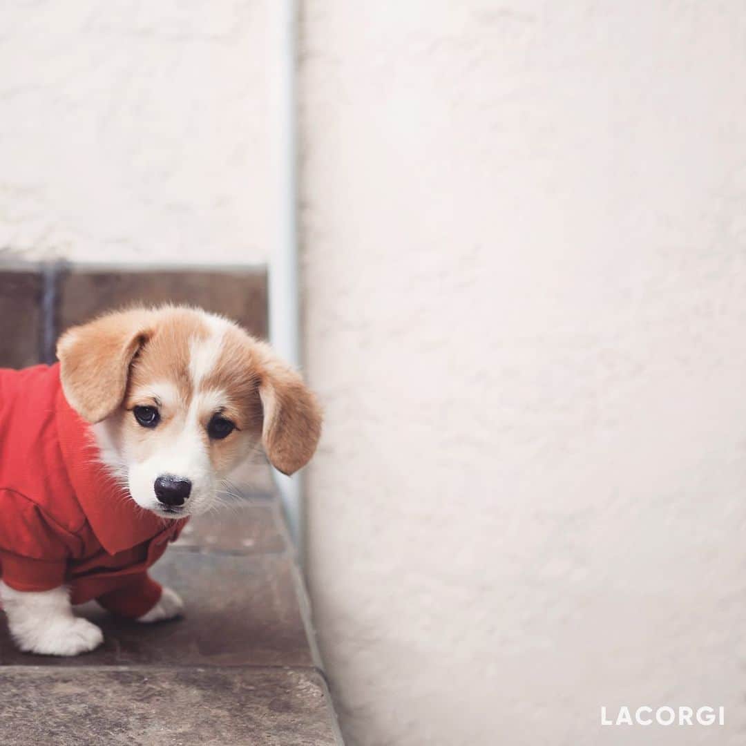 Geordi La Corgiさんのインスタグラム写真 - (Geordi La CorgiInstagram)「Happy #NationalPuppyDay! Here is smol Geordi in his smol polo. He had huge ears as a pup and we were afraid they were never going to stand!⁣⁣ ⁣⁣ (I wish I had a lot more puppy pics and videos to share with you! We didn’t take a lot of photos back then and we are regretting it now 😭)」3月24日 10時43分 - lacorgi