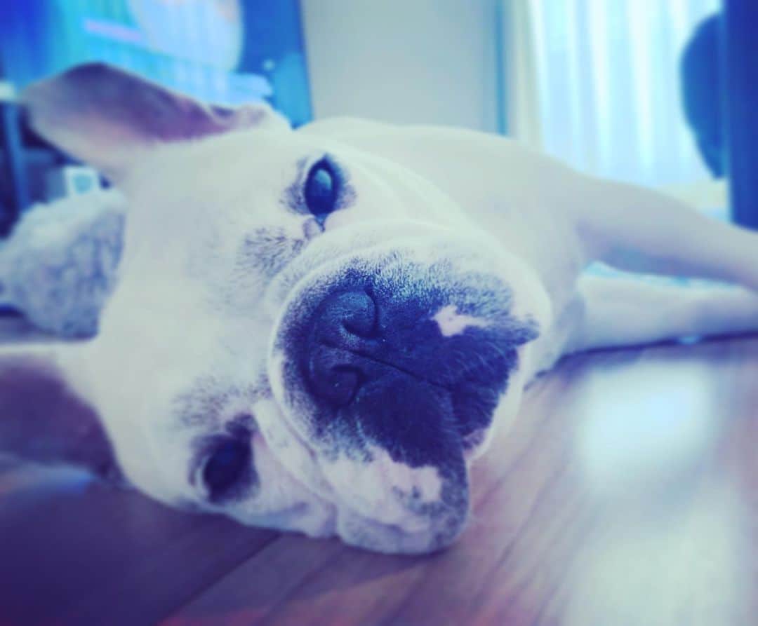 鑑田幸代のインスタグラム：「行ってきまする🐽 #出張 #いつもいい子に #お留守 #助かります  #ママはむちうち #ロキソニン #貼りまくり  #frenchbulldog  #frenchbulldogs  #french_bulldogs  #frenchie  #buhi  #ハニーパイド #フレブル  #グース #グーちゃん」