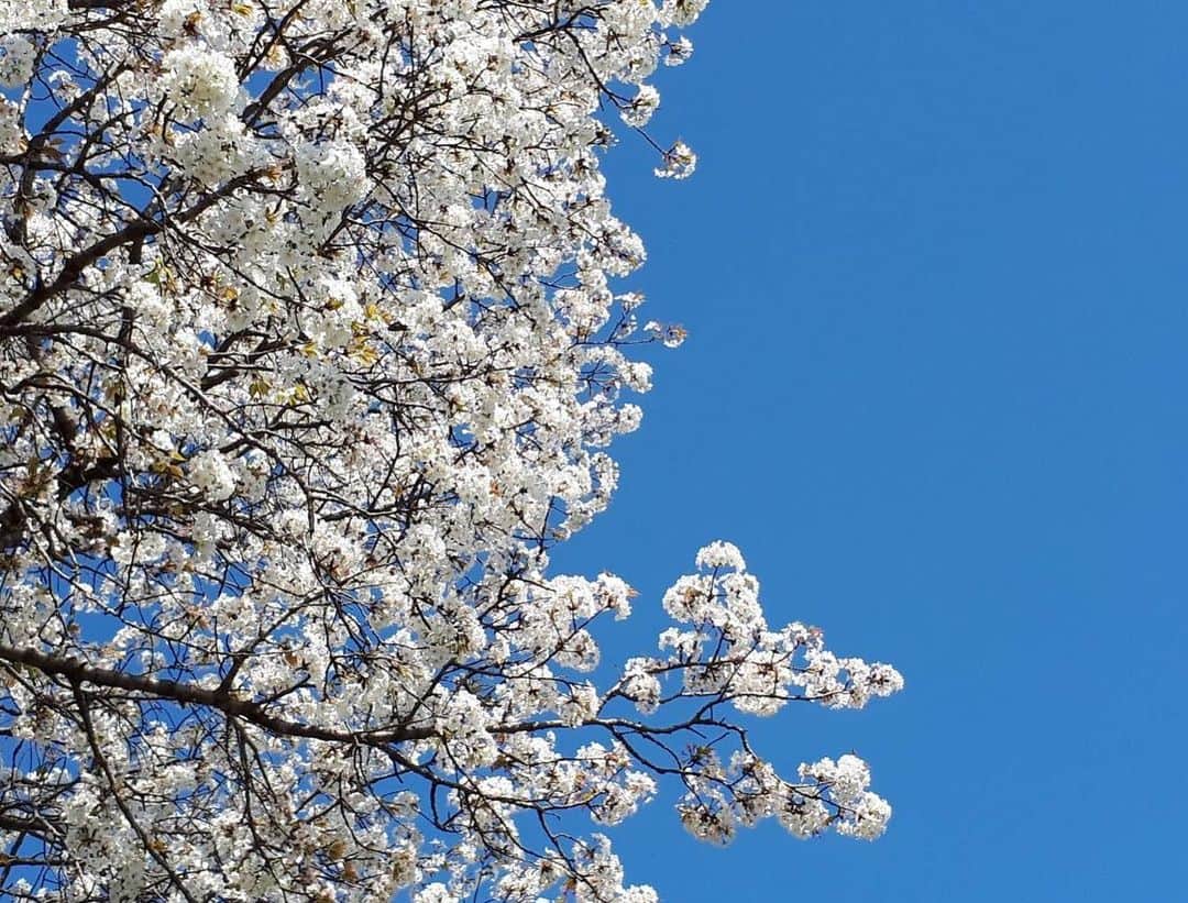 水谷千重子さんのインスタグラム写真 - (水谷千重子Instagram)「いい景色😌 幼い頃を思い出すわ。。 懐かしい風景。。 春はなんだか物悲しさも感じます。。 色んな出会い別れ、、 噛み締めましょう⭐️🌸 花咲タイムズ馬場ちゃん直美ちゃんお疲れ様🎉 最高に面白い2人でした🤣 そして福岡ローカル礼二くんと友近ちゃんの電車特番本日19時からテレビ西日本📺 #熊本 #江津湖 #白桜 #花咲タイムズ #馬場園ちゃん #直美ちゃん #卒業 #礼二くん #友近ちゃん #テレ西橋本アナ #北九州門司」3月24日 10時59分 - mizutanichieko