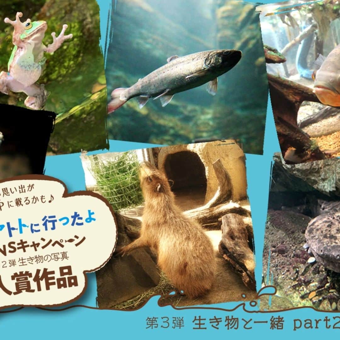 世界淡水魚園水族館 アクア・トト ぎふのインスタグラム：「#アクアトトに行ったよ　SNSキャンペーン 第2弾の投稿ありがとうございました！  生き物たちの一瞬をとらえた写真たち。その中からいくつかの写真を公式HPのトップに掲載いたしました！！ 第3弾も募集中です。楽しい思い出、お待ちしています。」