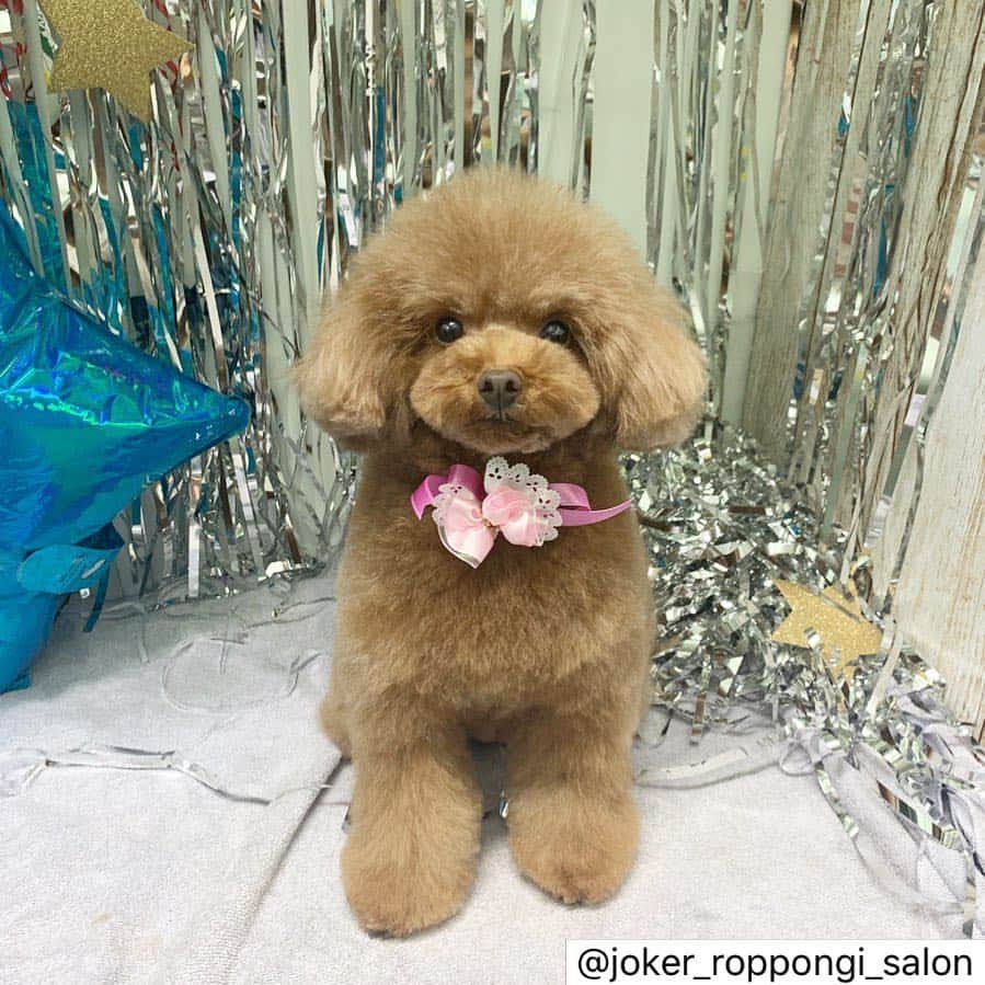のインスタグラム：「@joker_roppongi_salon さんでトリミングの様子を掲載していただきました💓 ・ モモちゃん☺️❤︎ ・ 5頭でご来店頂いている長女ちゃん❤︎ 1番お姉さんらしくとってもいい子で可愛いです💕 ・ いつもありがとうございます！！ ・  #ジョーカー #ジョーカー六本木ヒルズ店 #トリミングサロン #犬 #癒し #トイプードル #ふわふわ #もこもこ #プードルカットスタイル #ふわもこ部 #プードル部 #かわいい  #joker #roppongi #roppongihills #dog #salon #toypoodle #toypoodlestagram」