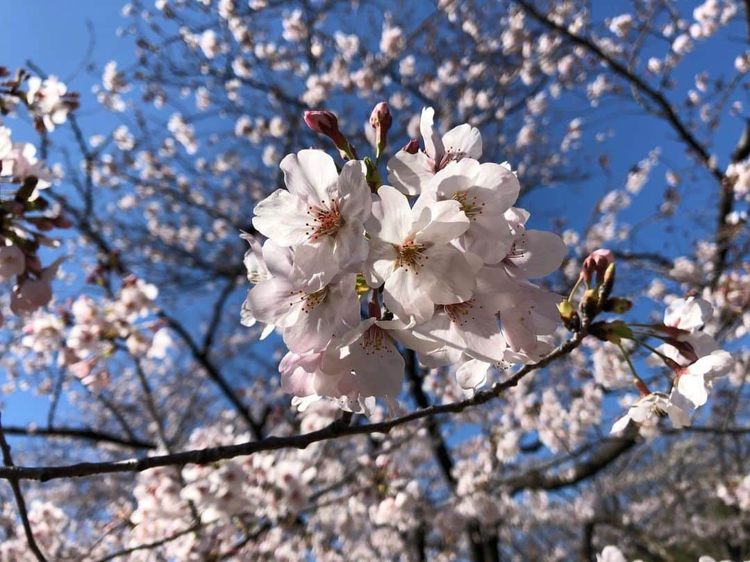 桜帆ゆかりさんのインスタグラム写真 - (桜帆ゆかりInstagram)「代々木公園の桜🌸  美しくて束の間の癒し✨✨代々木公園から明治神宮前まで一駅歩いてぽっかぽか☺️ . . . . . #代々木公園  #桜  #花見さんぽ」3月24日 11時42分 - chahoroo93