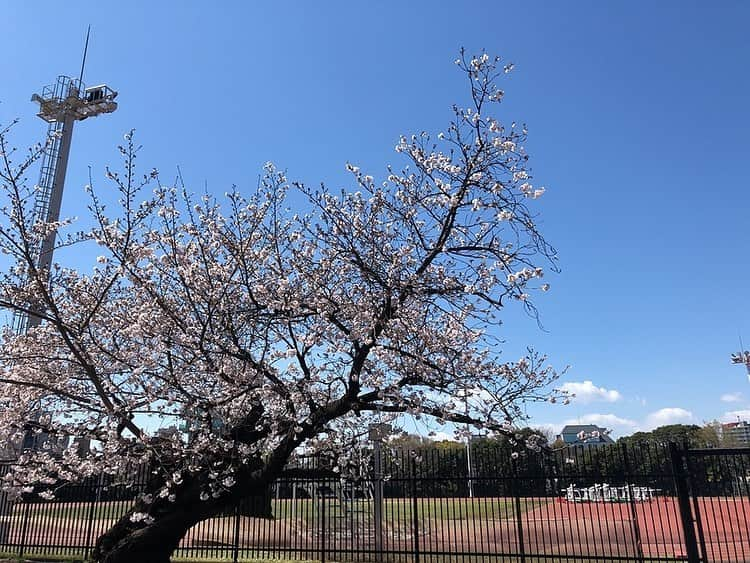 桜帆ゆかりさんのインスタグラム写真 - (桜帆ゆかりInstagram)「代々木公園の桜🌸  美しくて束の間の癒し✨✨代々木公園から明治神宮前まで一駅歩いてぽっかぽか☺️ . . . . . #代々木公園  #桜  #花見さんぽ」3月24日 11時42分 - chahoroo93