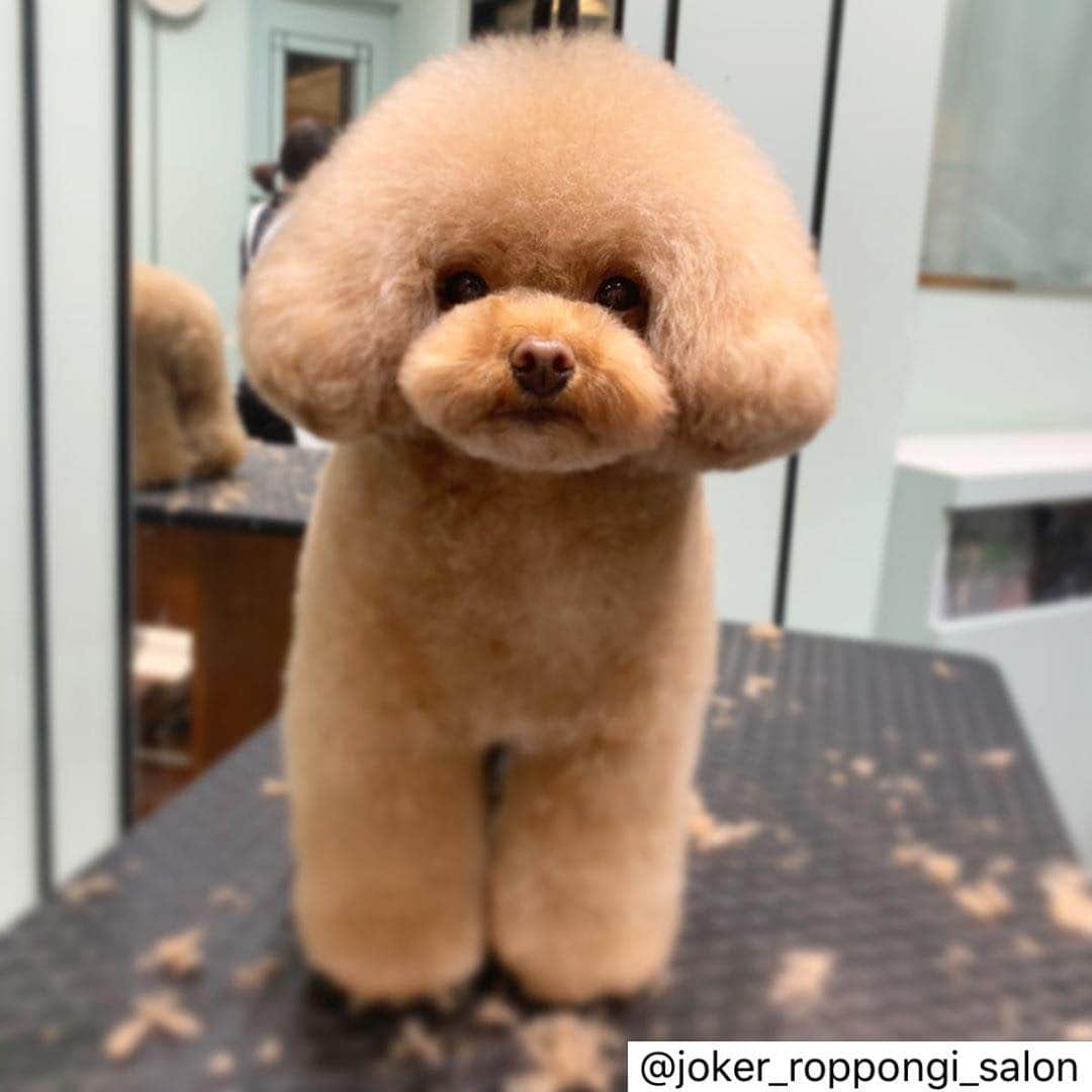 ももちゃん & まろんたんのインスタグラム：「@joker_roppongi_salon さんでトリミングの様子を掲載していただきました❤️ カット直後のフワフワがたまらない💓 ・ マロンちゃん🥰❤︎ ・ 5頭でご来店頂いている次女ちゃんです❤︎ ふわふわもこもこのマロンちゃん可愛いです💕 ・ いつもありがとうございます！！ ・  #ジョーカー #ジョーカー六本木ヒルズ店 #トリミングサロン #犬 #癒し #トイプードル #ふわふわ #もこもこ #プードルカットスタイル #ふわもこ部 #プードル部 #かわいい  #joker #roppongi #roppongihills #dog #salon #toypoodle #toypoodlestagram」