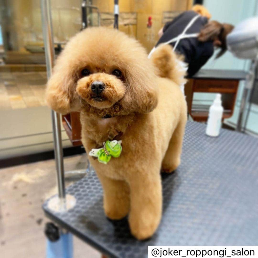 ももちゃん & まろんたんのインスタグラム：「@joker_roppongi_salon さんでトリミングの様子を掲載していただきました❤️ ヒナは写真撮るの大変だから嬉しい😊 • ひなちゃん😊❤︎ ・ ひなちゃんは三女ちゃん❤︎ ひなちゃんは2頭の娘を持つお母さん😆✨ とっても面倒見のいいお母さんをしてくれていたそうです！！ ・ よく頑張りました✨✨ ・  #ジョーカー #ジョーカー六本木ヒルズ店 #トリミングサロン #犬 #癒し #トイプードル #ふわふわ #もこもこ #プードルカットスタイル #ふわもこ部 #プードル部 #かわいい  #joker #roppongi #roppongihills #dog #salon #toypoodle #toypoodlestagram」