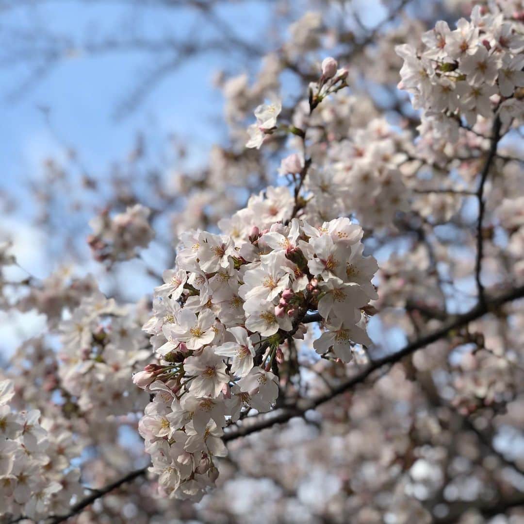 真麻さんのインスタグラム写真 - (真麻Instagram)「昨日は寒かったけど、もう春だなーと思うのは桜を🌸見た時😌✨ ✩.*˚ 思わずチャリ止めてパシャり🤳💕お花見は自粛モードだけど、桜見た後に帰宅してカジサック動画見ながらおやつタイム🤣気になってた、もち吉のこりゃいけるってやつ‼️まぢ美味しい❤️間食あんまりしないタイプだけど、これは食べたくなるー🥰またもち吉行こう✨ ✩.*˚ 自分なりの楽しみを見つけて明るく過ごそうー✌️ ✩.*˚ ✩.*˚ ✩.*˚ #お花見日和 #桜の季節 #お散歩カメラ  #コロナに負けない  #愛されたい #愛され女子  #女子ゴルファー #春休みの過ごし方  #艶肌 #透け感メイク #透け感抜け感 #もち吉 #アラフォーメイク #35歳」3月24日 11時51分 - masaaoyama3