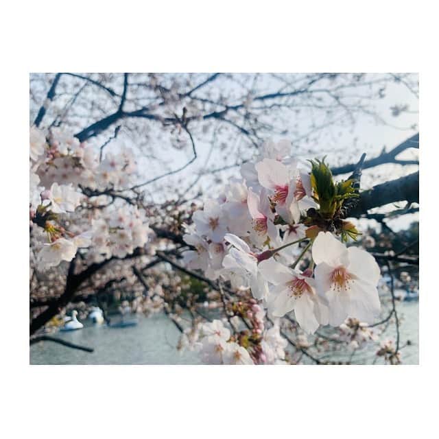 後藤紗亜弥さんのインスタグラム写真 - (後藤紗亜弥Instagram)「#春　#spring  #桜日和　#🌸　#皆さん元気ですか  #私は元気ですよ #後藤紗亜弥」3月24日 11時55分 - saaya_goto
