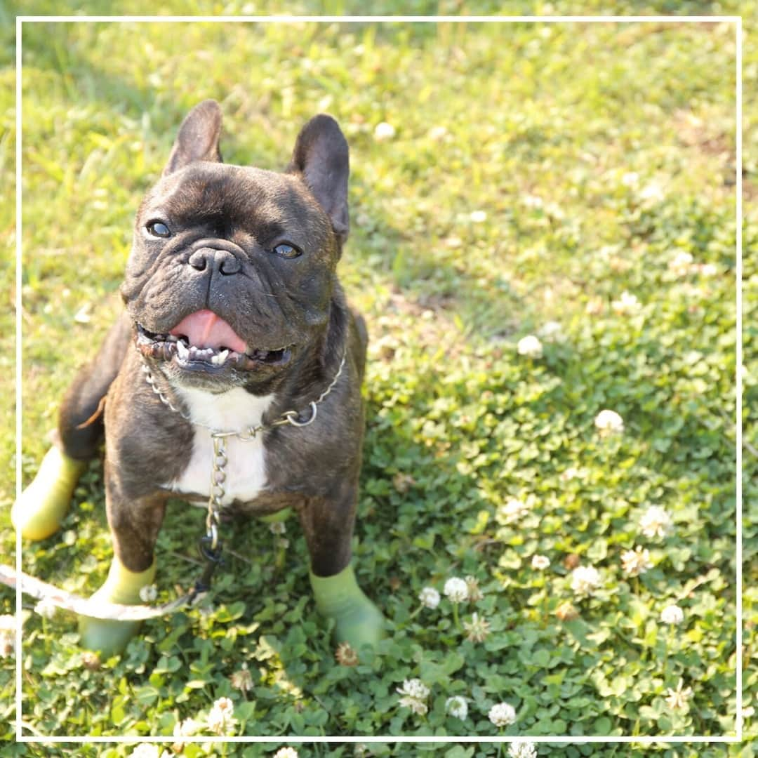 docdogのインスタグラム：「こんにちは！ドックドッグです😊✨⠀ ⠀ 前回の犬種当てクイズ、なんと2枚目の画像を付けるのを失念していましたね💦大変失礼しました💦⠀ ・・・にもかかわらず、皆さん大正解です！🍡毛色まで回答いただける方もいらっしゃって驚きました😭✨⠀ ⠀ 第5回目の犬種当てクイズ、正解はフレンチブルドッグでした！ご回答いただいた皆様ありがとうございました😊💕⠀ ⠀ 今回は出題は無しで、前回のフレブルちゃんの全身写真となります！🐶🐾すぐに第6回をお届けしますので、お待ちくださいね！⠀ ⠀ 〈回答してくださった皆さま〉⠀ @akitainu_tsubaki0210 さん⠀ @chobigaku さん⠀ @mahina0103k さん⠀ @anztoikumi さん⠀ @chacothefrenchie さん⠀ @yoshichine さん⠀ ⠀ #docdog⠀ #docdog_media⠀ #ドックドッグ⠀ #犬種当てクイズ⠀ #フレンチブルドッグ」