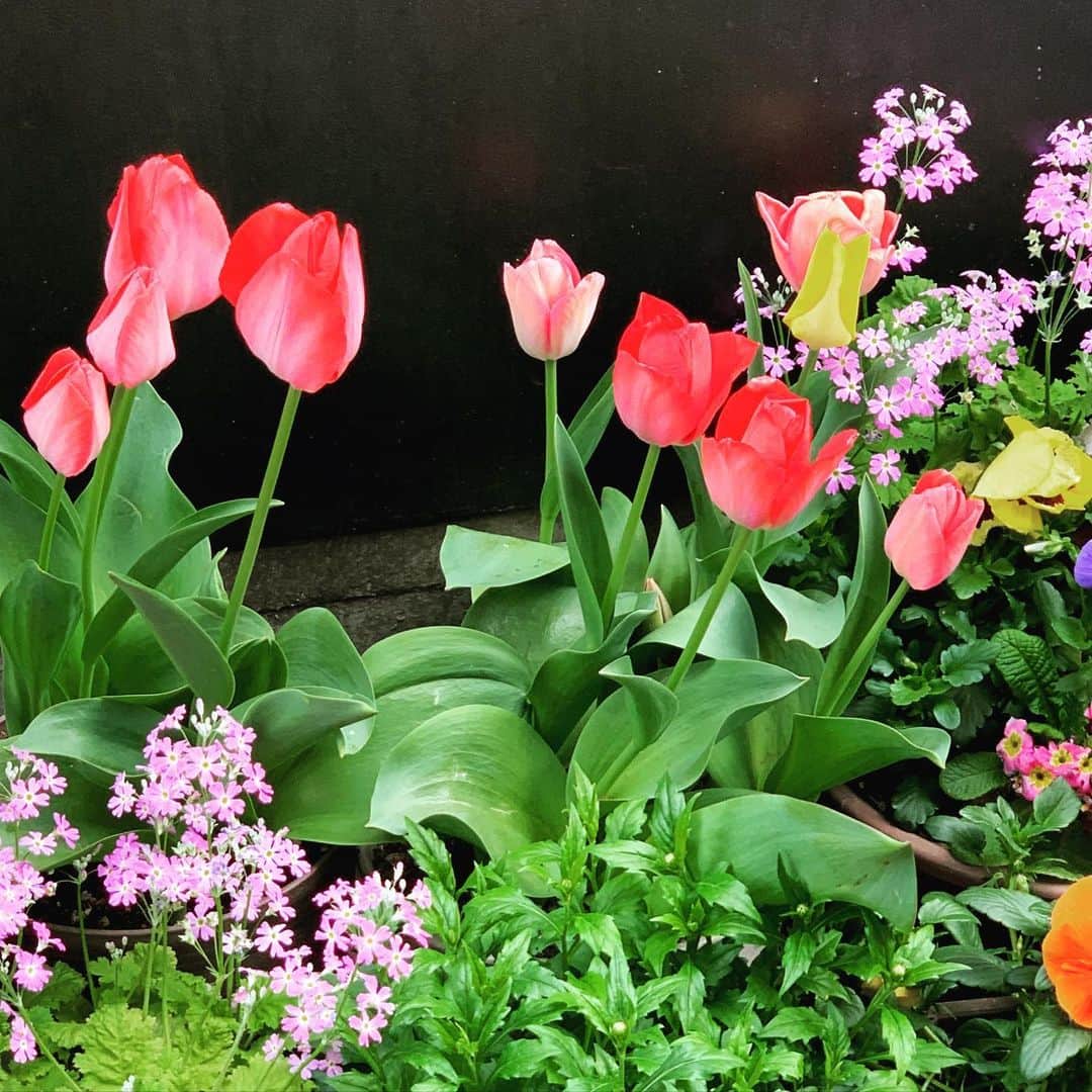 小谷実由さんのインスタグラム写真 - (小谷実由Instagram)「どうしたってなにしたって春 #花壇ウォッチャー」3月24日 12時03分 - omiyuno