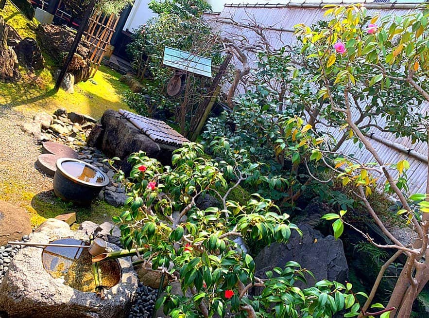 百合華さんのインスタグラム写真 - (百合華Instagram)「京都宇治にある老舗の甘味処『中村藤吉 宇治本店』にてスイーツタイム💕﻿ ﻿ 宇治の重要文化的景観に選定されている本店には優美な日本庭園があり、樹齢250年を超える『宝来船松』と御名前が付けられている縁起の良い大きな黒松がお出迎えしてくださります✨﻿ ﻿ やっぱり観光客が減っているのか並ばずにお席に座る事が出来て喜んでいたのですが、あっという間に店内は満席になりとってもラッキーな時間帯に来店しただけだったのカモww🦆🎶﻿ ﻿ 宇治本店でしか取り扱っておられない季節限定スイーツメニュー『まるとパフェ(春)』は、すんごく大きな竹筒にお抹茶系スイーツちゃん達と苺がぎっしりと詰まっていて百合譁の心を鷲掴み💋﻿ ﻿ 老舗の茶商ならではの深い味わいを堪能した後は、重要文化財に指定されている店舗でお茶のお土産を幾つか購入致しました🥰﻿ ﻿ 玉露の奥深さを仲良しのみんなにもプレゼント❤️ ﻿ ﻿ #japan﻿ #日本﻿ #kyoto ﻿ #京都﻿ #宇治﻿ #中村藤吉本店 ﻿ #中村藤吉﻿ #茶商﻿ #抹茶﻿ #抹茶スイーツ ﻿ #まるとパフェ﻿ #パフェ﻿ #parfait﻿ #期間限定﻿ #本店限定﻿ #日本庭園﻿ #黒松﻿ #宝来船松 ﻿ #重要文化的景観﻿ #重要文化財﻿ #建造物﻿ #老舗﻿ #玉露﻿ #奥深さ﻿ #present ﻿ #プレゼント﻿」3月24日 12時18分 - yurika.lovelily