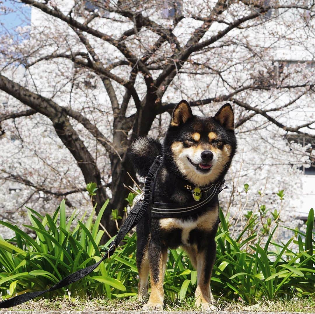 黒豆柴こむぎのインスタグラム