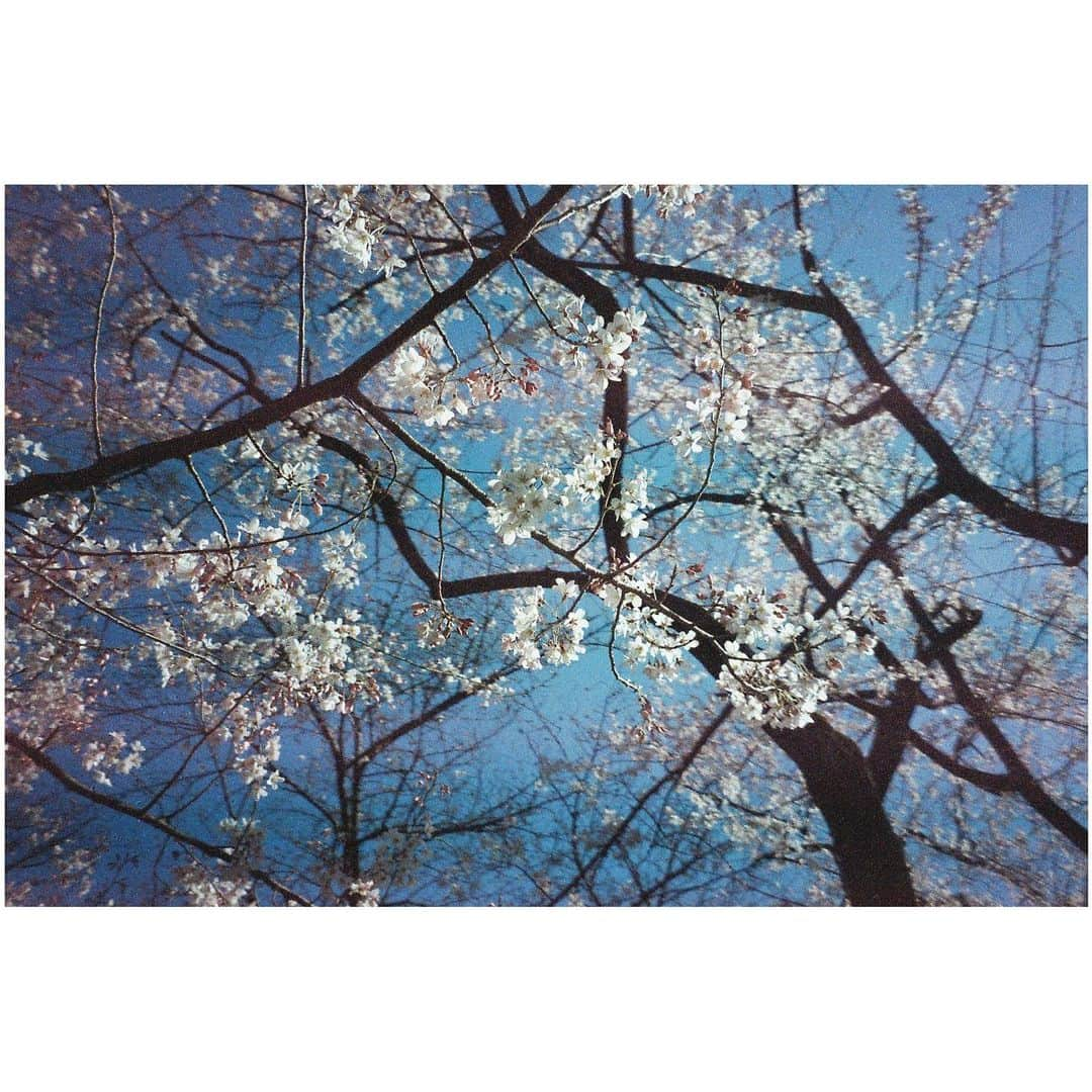 小口桃子さんのインスタグラム写真 - (小口桃子Instagram)「🌸🌸🌸﻿ ﻿ 期限切れフィルムいい味でてる﻿ ﻿ 📷 Konica Lexio 70﻿ 🎞 PARADIES 400 ISO﻿ ﻿ #camera#filmcamera#filmphotography#film#konica#KonicaLexio70#PARADIES400#フィルムカメラ#フィルム#sakura #ogumomofilm﻿ ﻿ ﻿」3月24日 12時22分 - momoko_oguchi