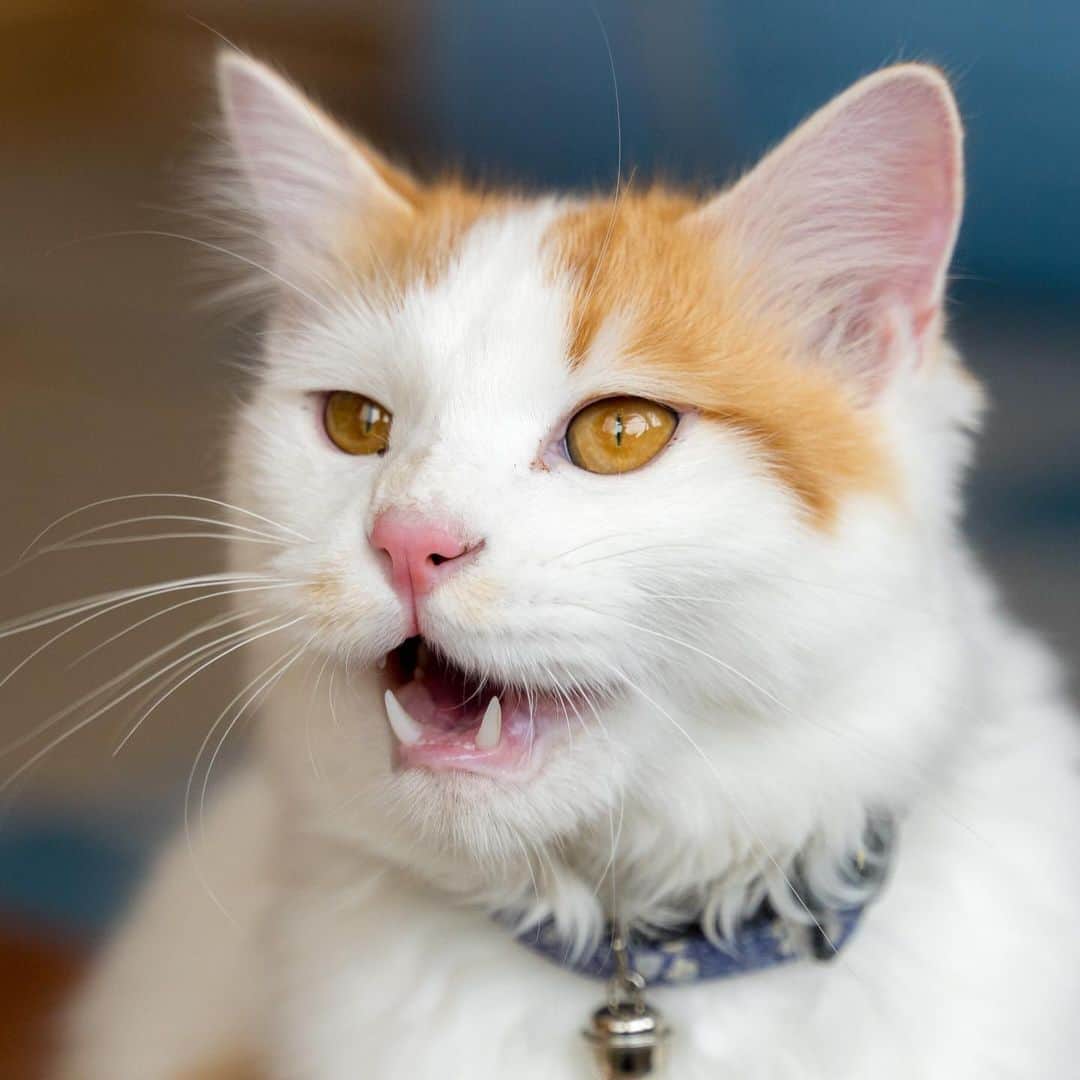 マアルのインスタグラム：「まるさん #🐈 #北海道 #旭川市 #ペットホテル」