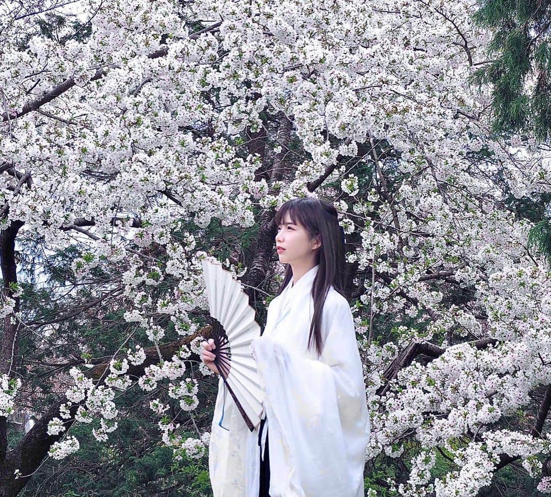 茶叶小果さんのインスタグラム写真 - (茶叶小果Instagram)「🌸#sakura #漢服」3月24日 12時33分 - chayexiaoguo