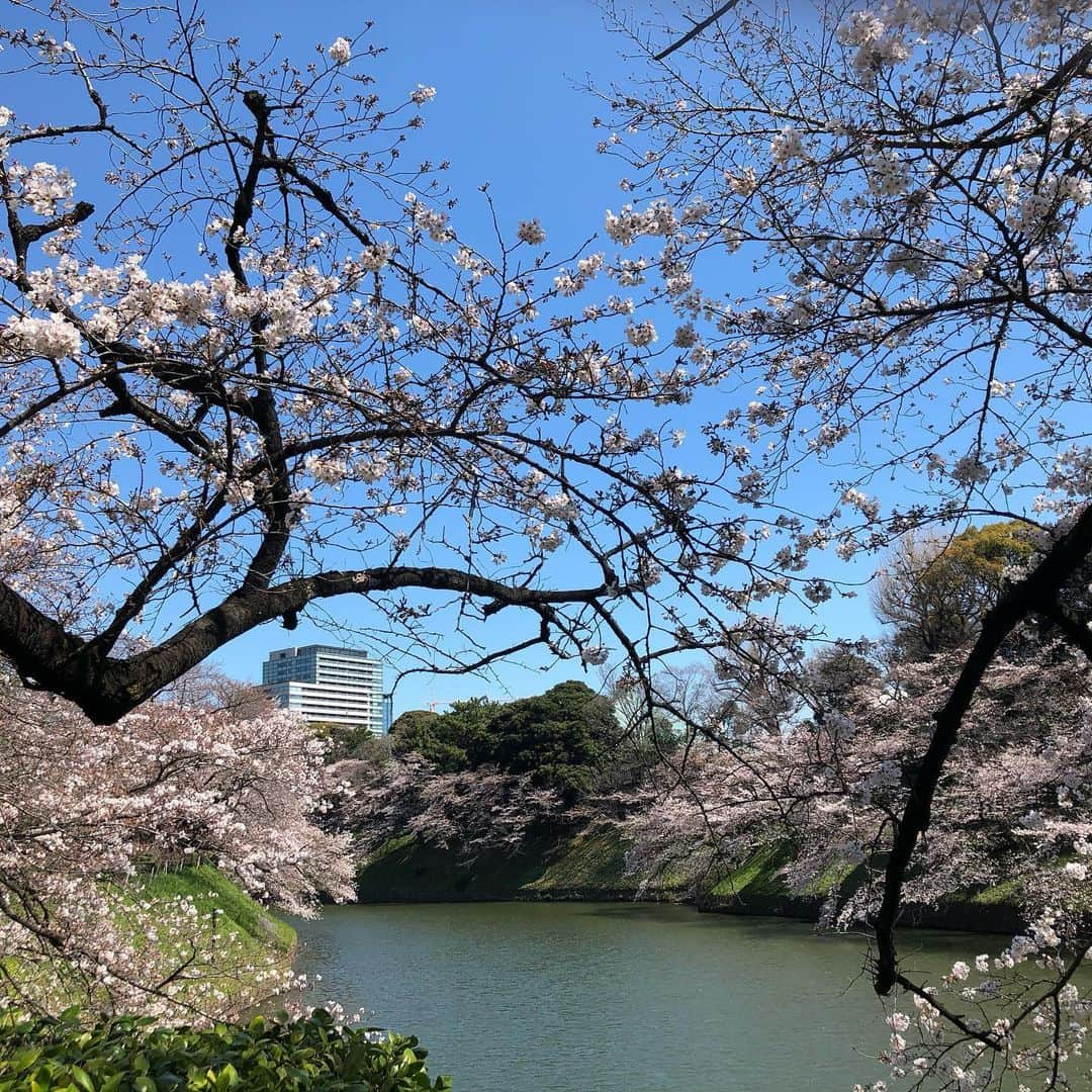 黒田愛美さんのインスタグラム写真 - (黒田愛美Instagram)「#お花見ラン🌸 Running for cherry blossoms ☺️ 国立劇場→  千鳥ヶ淵→  日比谷公園→  愛宕→  靖国神社 明後日くらいが満開かな❓😆🌸 毎年この時期のランは本当に楽しい🤩✨ #今年もこうして見れたことに感謝 #japanisbeautiful #cherryblossom  #朝ラン #トレーニング #アスリート女医 #トライアスリート女医 #美容アンチエイジング専門医 #黒田愛美」3月24日 12時49分 - kurodaaimi