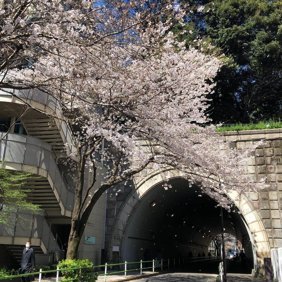 黒田愛美さんのインスタグラム写真 - (黒田愛美Instagram)「#お花見ラン🌸 Running for cherry blossoms ☺️ 国立劇場→  千鳥ヶ淵→  日比谷公園→  愛宕→  靖国神社 明後日くらいが満開かな❓😆🌸 毎年この時期のランは本当に楽しい🤩✨ #今年もこうして見れたことに感謝 #japanisbeautiful #cherryblossom  #朝ラン #トレーニング #アスリート女医 #トライアスリート女医 #美容アンチエイジング専門医 #黒田愛美」3月24日 12時49分 - kurodaaimi