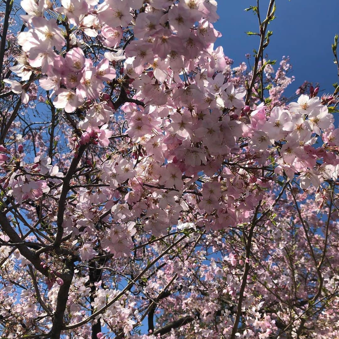 黒田愛美さんのインスタグラム写真 - (黒田愛美Instagram)「#お花見ラン🌸 Running for cherry blossoms ☺️ 国立劇場→  千鳥ヶ淵→  日比谷公園→  愛宕→  靖国神社 明後日くらいが満開かな❓😆🌸 毎年この時期のランは本当に楽しい🤩✨ #今年もこうして見れたことに感謝 #japanisbeautiful #cherryblossom  #朝ラン #トレーニング #アスリート女医 #トライアスリート女医 #美容アンチエイジング専門医 #黒田愛美」3月24日 12時49分 - kurodaaimi