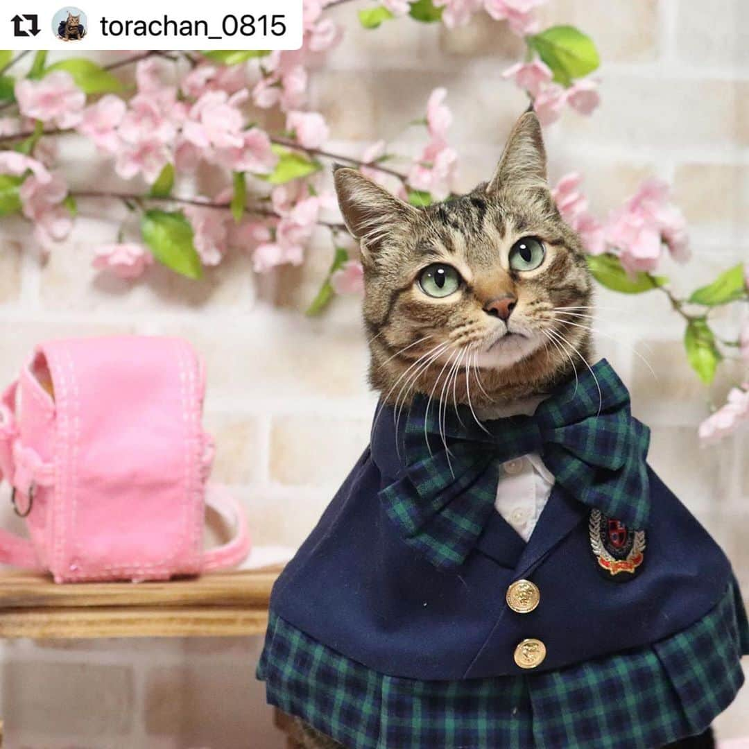 ねこさんのインスタグラム写真 - (ねこInstagram)「【#ねこは人を笑顔にする】❣️ とらみちゃん🐱🌸入学式かな？卒業式かな？🌸どちらにしても、おめでとうっ😍🙏✨制服似合ってるよ〜⭐️⭐️ @torachan_0815 さん、ありがとう😆🐾 #Repost @torachan_0815 with @make_repost ・・・ 明日から4連休❤️ .って言っても新型コロナの関係で旅行.なんてとんでもないよね💦3泊4日でも行けるのに💦残念😭 . . .制服は　@verveine64 さんの　#くうぴんスタイリング  #ロイヤル大学付属小学校 制服です。　ランドセルは　@miu6281 さん　ミュウちゃんママさんの作品です♥️ . . . #sippo  #ipet  #ペコねこ部 @r #rakutenpet #我が家のキャティーマン #loveにゃんこ #peppyフォト部 #ペットみるん #リビングペット  #アイリスプラザ　#うちの子みてニャン  #ペトラフ #daydaycats #peppyフォト部 #kissとにゃんこ #ワンにゃんlife #mycanon365  #ペトこと猫部 #nyancon01  #まいにちニャーニャー @peppycats 　@best_moments_pet #wpe2020フォトグランプリ @lion_pet_cat  #祝ニャンとも　#ニャンとも #猫ちゃん想い　@beautypro_contest #ビューティープロコンテスト　#ねこは人を笑顔にする」3月24日 13時12分 - neko_magazine