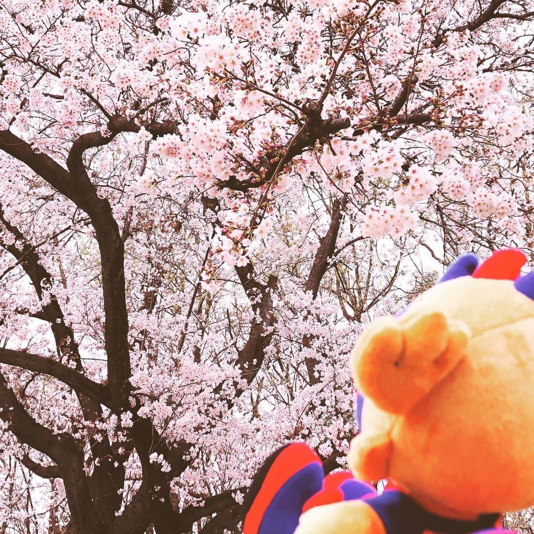 FC東京オフィシャルグッズさんのインスタグラム写真 - (FC東京オフィシャルグッズInstagram)「🌸 #桜 🌸 @fctokyoofficial #FC東京 #fctokyo  #tokyo」3月24日 13時17分 - fctokyoofficial