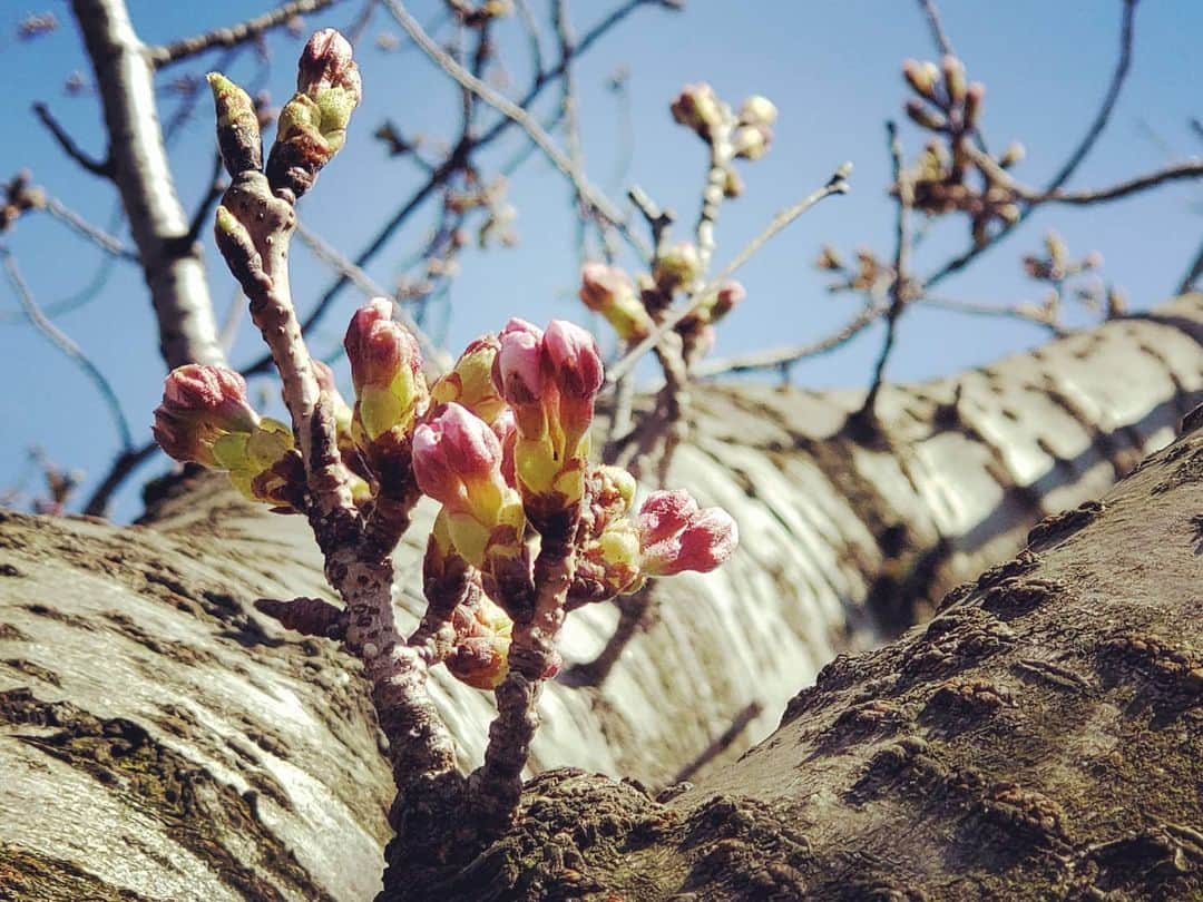 飯田嘉太のインスタグラム：「石川での桜の開花宣言はもうまもなく…  明日なのか明後日なのか🌸  昨日の気象台の標本木はこんな感じ☺️ #桜 #sakura #🌸 #チェリーブロッサム #CherryBlossom #サクラサク #蕾 #石川県 #金沢市」