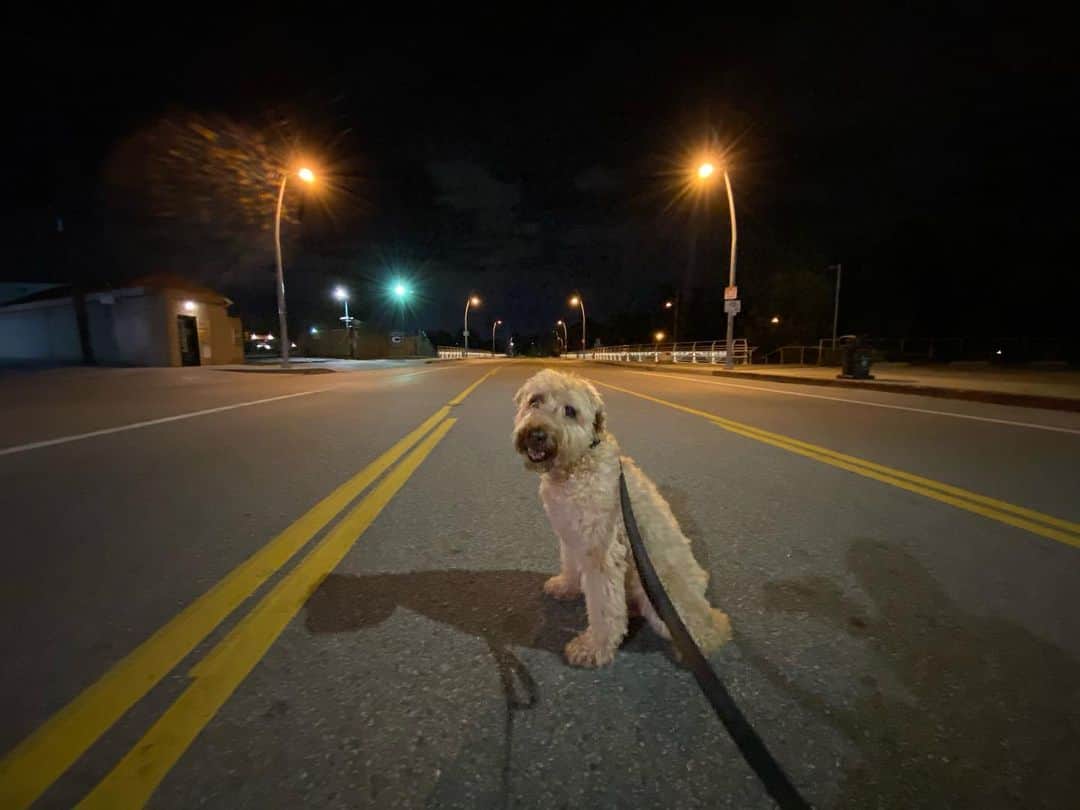アダム・シャピロのインスタグラム：「Goodnight, Los Angeles.」
