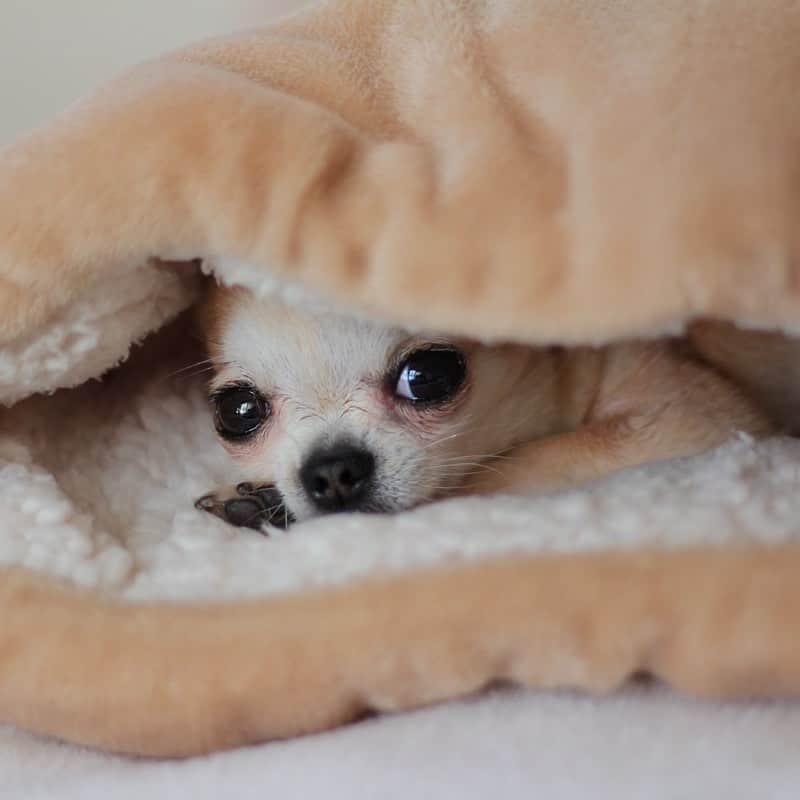 まち(Machi)のインスタグラム：「. Hello👋 . #chihuahua #chihuahuas #dog #instadog  #weeklyfluff #doglover #chihuahualove #ふわもこ部 #choco #azuki #omochi #チワワ #ちわわ #犬 #スムチー #ロンチー #ちわすたぐらむ #いぬすたぐらむ #ちわわ部」