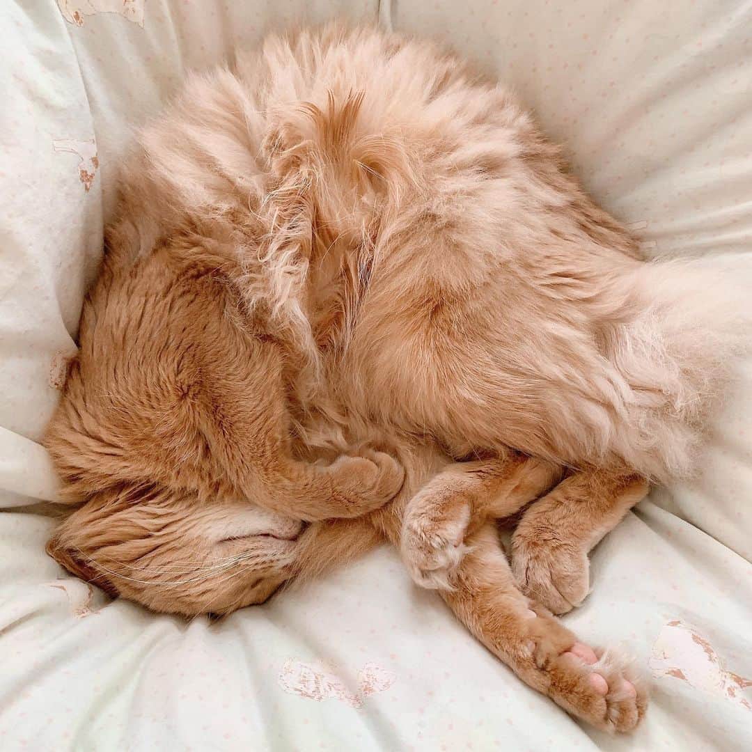 宇月颯さんのインスタグラム写真 - (宇月颯Instagram)「．﻿ ．﻿ My cat🐈🐾﻿ ﻿ 毎日布団が毛だらけです。。。﻿ 最近のお気に入りの場所なのね(笑)﻿ 嬉しい悩み♡ᵕ̈*﻿ 平和だ✿...*ﾟ﻿ ﻿ こんな世の中ですが、気持ちだけは元気に୧⃛(๑⃙⃘◡̈︎๑⃙⃘)୨⃛﻿ ﻿ ﻿ #愛猫#ポテ#ぽっちゃん﻿ #ソマリ#フォーン#cat﻿ #にゃんすたぐらむ﻿ #とろねこチャレンジ﻿ #宇月颯#とし」3月24日 14時47分 - hayate_uzuki_official